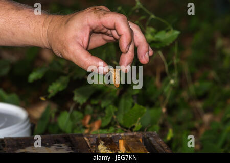 Imker zeigt Weiselzelle mit Queen Bee hive Stockfoto