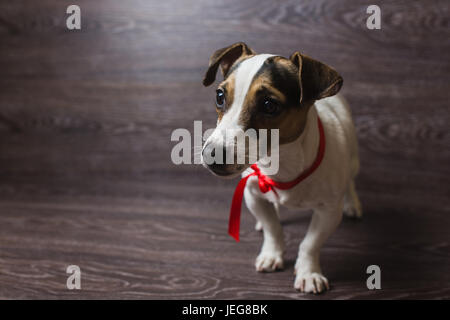 Glücklicher Hund posiert. Jack Russell Terrier vor dunklem Holz. Stockfoto