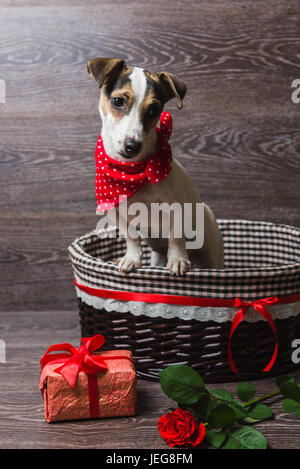 Jack Russell Terrier in braunen Korb mit festlichen Geschenkkarton und Rose. Hund in ein trendiges rotes Halstuch. Dunklem Holz. Stockfoto