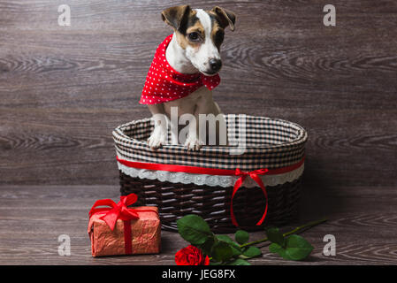 Jack Russell Terrier in braunen Korb mit festlichen Geschenkkarton und Rose. Hund in ein trendiges rotes Halstuch. Dunklem Holz. Stockfoto