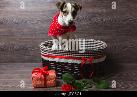 Jack Russell Terrier in braunen Korb mit festlichen Geschenkkarton und Rose. Hund in ein trendiges rotes Halstuch. Dunklem Holz. Stockfoto