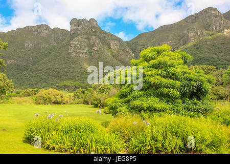 Panorama des Table Mountain National Park gesehen von Kirstenbosch National Botanical Gardens in Kapstadt, Südafrika. Stockfoto