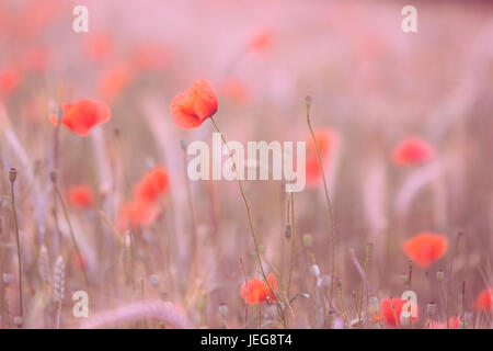 Mohn Blumen im Sonnenuntergang Stockfoto