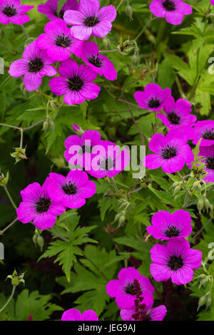 Dunkel-gemustertes Magenta Blumen von der weitläufigen winterharte Geranie, Geranie psilostemon Stockfoto