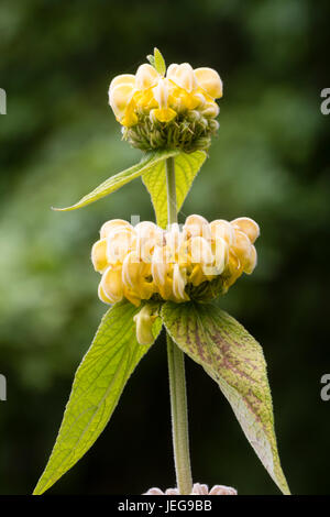 Aufrechte Stängel und Quirlen von vermummten gelben Blüten der die behaarte mehrjährige, Phlomis russeliana Stockfoto