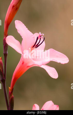 Nahaufnahme der rosa Blume von der südafrikanischen half-hardy Knolle, Watsonia borbonica Stockfoto