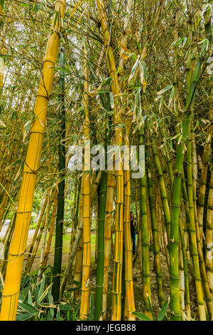 Antonio Borges Botanischer Garten in Ponta Delgada. Ponta Delgada auf der Insel Sao Miguel ist die Hauptstadt der Azoren. Stockfoto