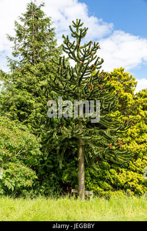 Yorkshire, England, Vereinigtes Königreich.  Monkey Puzzle Tree, Araucaria Araucana.  In ihrem natürlichen Lebensraum, Anden Höhen von Chile und Argentinien gefährdet. Stockfoto