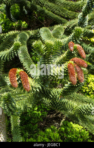 Yorkshire, England, Vereinigtes Königreich.  Männliche Zapfen der Monkey Puzzle Tree, Araucaria Araucana.  In ihrem natürlichen Lebensraum, Anden Höhen von Chile gefährdet und Stockfoto