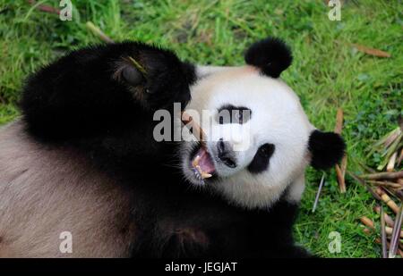 Peking, China. 25. Juni 2017. Foto am 3. Mai 2017 zeigt Giant Panda "Qing Jiao" an der Chengdu Forschung Base of Giant Panda Breeding in Chengdu, Hauptstadt der südwestlichen chinesischen Provinz Sichuan. Riesige Pandas "Meng Meng' und"Qing Jiao"nahm einen Charterflug am 24. Juni von Chengdu in ihr neues Zuhause im Berliner Zoo in Berlin, Deutschland, auf eine 15-jährige Forschungsmission niederzulassen. "Meng Meng", ein Weibchen, ist vier Jahre alt, und "Qing Jiao" ist ein sieben Jahre alt, männlich. Bildnachweis: Xinhua/Alamy Live-Nachrichten Stockfoto