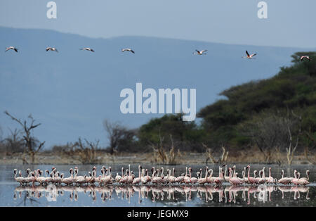 Lake Bogoria. 20. Juni 2017. Schwärme von Flamingos sind am seichten Wasser des Lake Bogoria in Kenia, 20. Juni 2017 gesehen. Bildnachweis: Chen Cheng/Xinhua/Alamy Live-Nachrichten Stockfoto