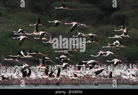 Lake Bogoria. 20. Juni 2017. Schwärme von Flamingos sind am seichten Wasser des Lake Bogoria in Kenia, 20. Juni 2017 gesehen. Bildnachweis: Chen Cheng/Xinhua/Alamy Live-Nachrichten Stockfoto