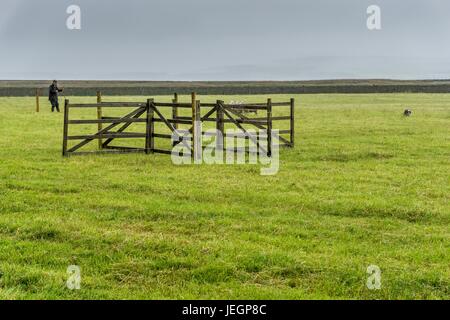 Verhärten Sie Moos, Holmfirth, UK. 25. Juni 2017.  Verhärten Sie Moos Schäferhunden Studien im Gange im Regen. Bildnachweis: CARL DICKINSON/Alamy Live-Nachrichten Stockfoto