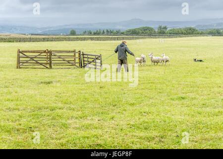 Verhärten Sie Moos, Holmfirth, UK. 25. Juni 2017.  Verhärten Sie Moos Schäferhunden Studien im Gange im Regen. Bildnachweis: CARL DICKINSON/Alamy Live-Nachrichten Stockfoto