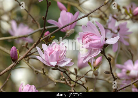 Rosa Stern-Magnolie, Magnolia Stellata Rosea, Rosa Stern-Magnolie (Magnolia Stellata 'Rosea') Stockfoto