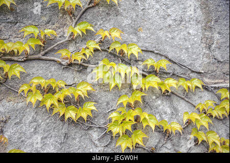 Wildem Wein, Parthenocissus Tricuspidata Veitchii, Jungfernrebe (Parthenocissus Tricuspidata 'Veitchii') Stockfoto