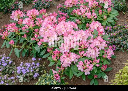 Yakushima Rhododendron, Rhododendron Percy Wiseman, Yakushima-Rhododendron (Rhododendron 'Percy Wiseman') Stockfoto