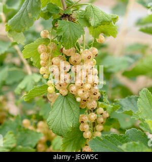 Weiße Johannisbeere, Ribes Rubrum Werdavia, Weiße Johannisbeere (Ribes Rubrum 'Werdavia') Stockfoto