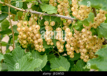 Weiße Johannisbeere, Ribes Rubrum Werdavia, Weiße Johannisbeere (Ribes Rubrum 'Werdavia') Stockfoto