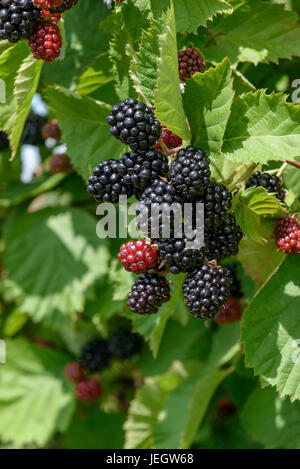 BlackBerry ohne Stachel, Rubus Fruticosus Loch Tay, Stachellose Brombeere (Rubus Fruticosus "Loch Tay") Stockfoto