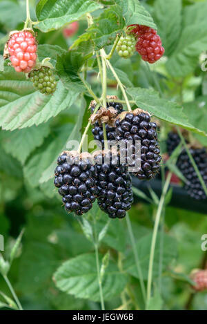 BlackBerry ohne Stachel, Rubus Fruticosus Ollalie, Stachellose Brombeere (Rubus Fruticosus 'Ollalie') Stockfoto