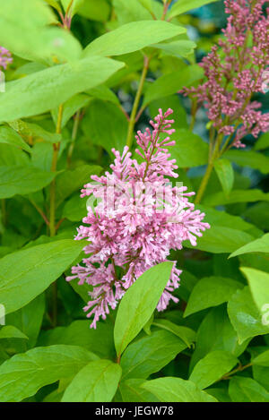 Kanadischer Flieder, Syringa James Macfarlane, Kanadischer Flieder (Syringa "James Macfarlane") Stockfoto