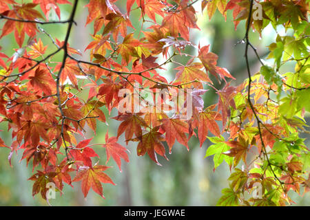 Japanische professionelle Ahorn, Acer Palmatum Japanischer Förderjahr-Ahorn (Acer Palmatum) Stockfoto