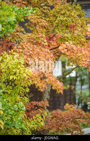 Japanische professionelle Ahorn, Acer Palmatum Japanischer Förderjahr-Ahorn (Acer Palmatum) Stockfoto