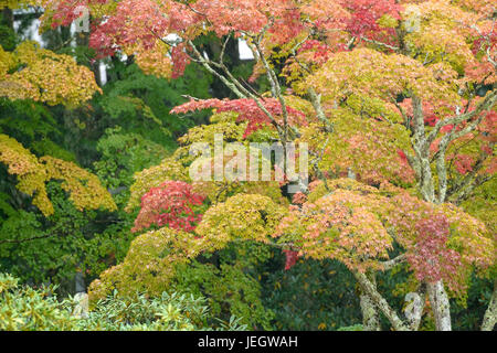 Japanische professionelle Ahorn, Acer Palmatum Japanischer Förderjahr-Ahorn (Acer Palmatum) Stockfoto