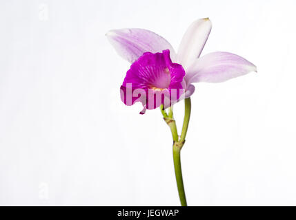 Nahaufnahme von einer schönen violetten Bambus Orchidee isoliert auf weißem Hintergrund Stockfoto