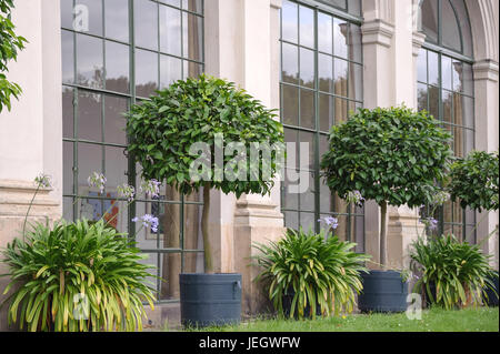 Bitterorangen in der barocken Garten Gro? Sedlitz, Bitterorange, Citrus Aurantium, Schmuck Lilie, Agapanthus, vor der unteren Orangerie, Bitter-Orang Stockfoto