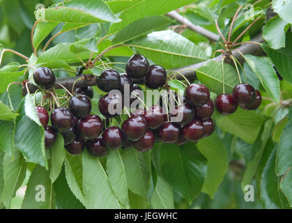 Zu Süßkirsche, Prunus Avium Bing, Süßkirsche (Prunus Avium "Bing") Stockfoto