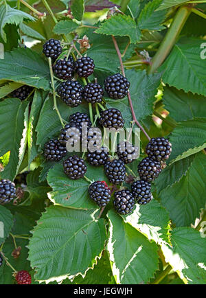 BlackBerry ohne Stachel, Rubus Fruticosus Loch Ness NESSY, Stachellose Brombeere (Rubus Fruticosus 'Loch Ness' NESSY) Stockfoto