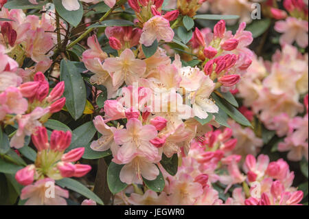 Yakushima Rhododendron, Rhododendron Percy Wiseman, Yakushima-Rhododendron (Rhododendron 'Percy Wiseman') Stockfoto