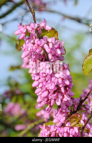 Üblichen Judasbaum CER C sharp Siliquastrum, Gewˆhnlicher Judasbaum (Cercis Siliquastrum) Stockfoto