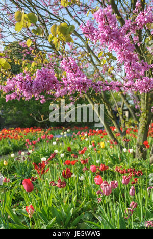 Üblichen Judasbaum, CER C scharfen Siliquastrum, Tulpen, Tulipa, Gewˆhnlicher Judasbaum (Cercis Siliquastrum), Tulpe (Tulipa) Stockfoto