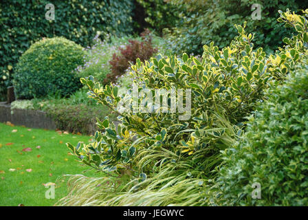 Gelblaubige, Stechpalme, Ilex ◊ Altaclerensis Golden King, goldene Band Grass, Hakonechloa Macra Aureola, Blüte von Parfüm, Osmanthus Heterophyllus Goshik Stockfoto