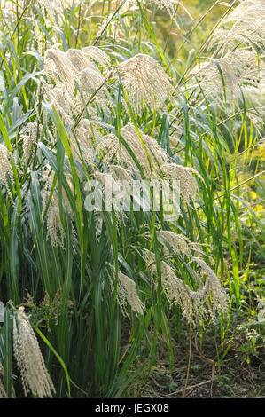 China Schilf Miscanthus Sinensis Silber Feder, Chinaschilf (Miscanthus Sinensis 'Silberfeder') Stockfoto