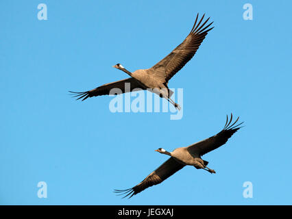 Fliegender Kranich, schlaff Slack, Fliegender Kranich (Grus Grus) Stockfoto