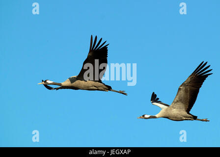 Fliegender Kranich, schlaff Slack, Fliegender Kranich (Grus Grus) Stockfoto