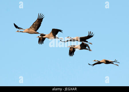 Fliegender Kranich, schlaff Slack, Fliegender Kranich (Grus Grus) Stockfoto