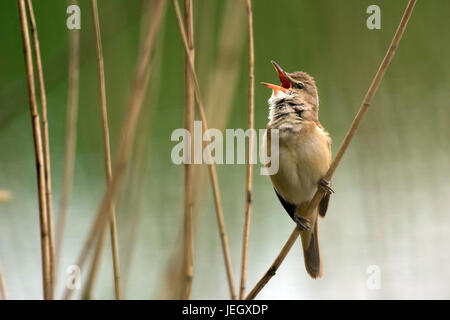 Drosseln Sie, Leitung Sänger, Acrocephalus Arundinaceus, Drosselrohrsänger (Acrocephalus Arundinaceus) Stockfoto