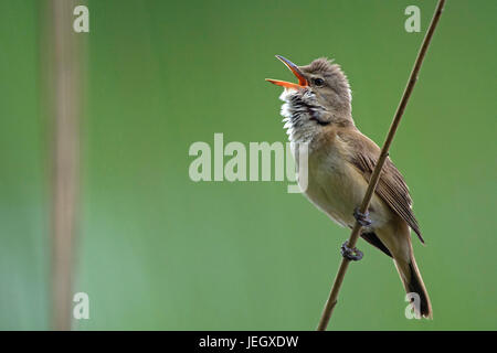 Drosseln Sie, Leitung Sänger, Acrocephalus Arundinaceus, Drosselrohrsänger (Acrocephalus Arundinaceus) Stockfoto