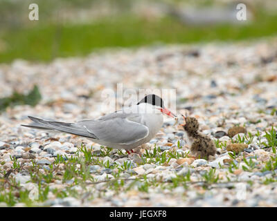 Fluß Tern, Sterna Hirundo, Flußseeschwalbe (Sterna Hirundo) Stockfoto