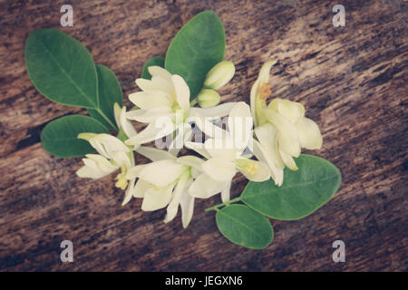 Arzneimittel moringa Blüte mit grünen Blättern in Holz Oberfläche Stockfoto