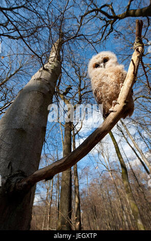 Tawny Eule, Strix Aluco Waldkauz (Strix Aluco) Stockfoto