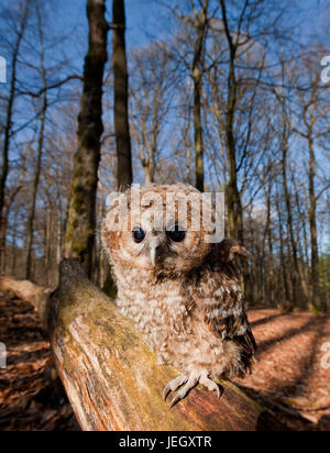 Tawny Eule, Strix Aluco Waldkauz (Strix Aluco) Stockfoto