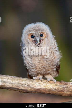 Tawny Eule, Strix Aluco Waldkauz (Strix Aluco) Stockfoto