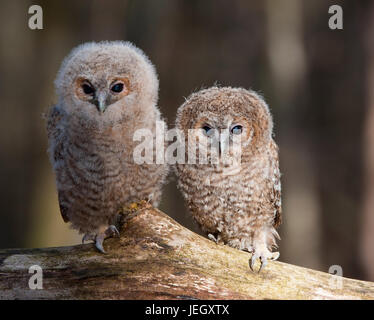 Tawny Eule, Strix Aluco Waldkauz (Strix Aluco) Stockfoto