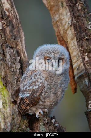 Tawny Eule, Strix Aluco Waldkauz (Strix Aluco) Stockfoto